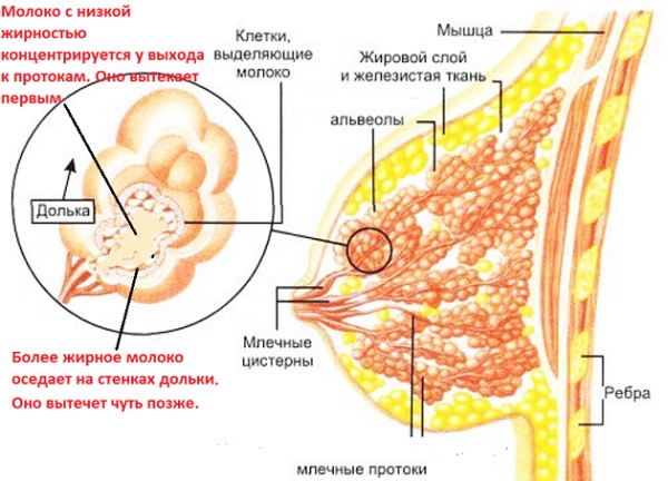 Молоко у женщин. Откуда берется, состав, польза, вкус