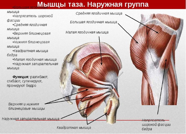 Наружная запирательная мышца бедра. Анатомия, функции, фото