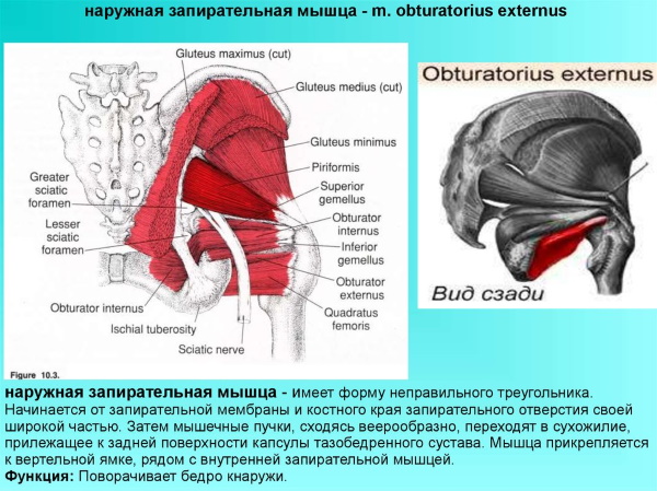 Наружная запирательная мышца бедра. Анатомия, функции, фото