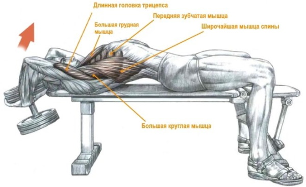 Передняя зубчатая мышца. Анатомия, где находится, функции