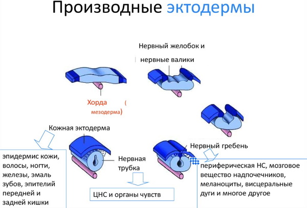 Стадии эмбрионального развития человека по неделям. Фото