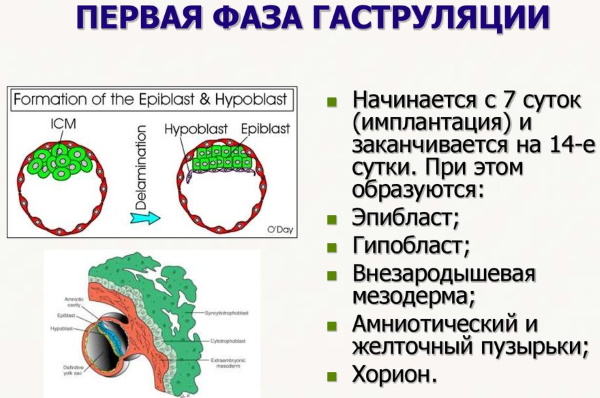 Стадии эмбрионального развития человека по неделям. Фото