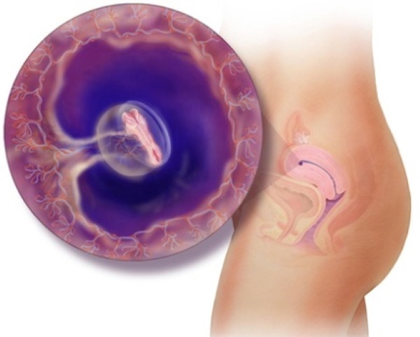 Стадии эмбрионального развития человека по неделям. Фото