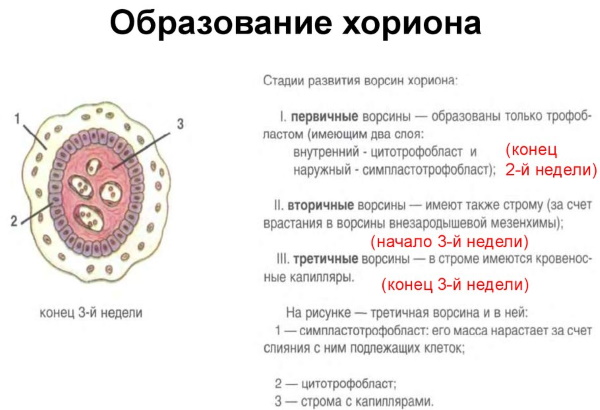 Стадии эмбрионального развития человека по неделям. Фото