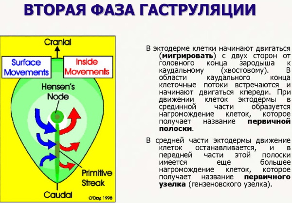 Стадии разложения трупа фото