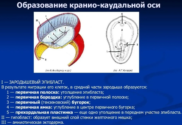 Стадии эмбрионального развития человека по неделям. Фото