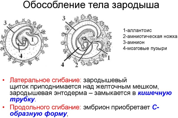 Стадии эмбрионального развития человека по неделям. Фото