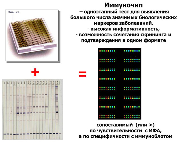 Анализ крови на боррелиоз. Когда сдавать после укуса клеща, цена, расшифровка