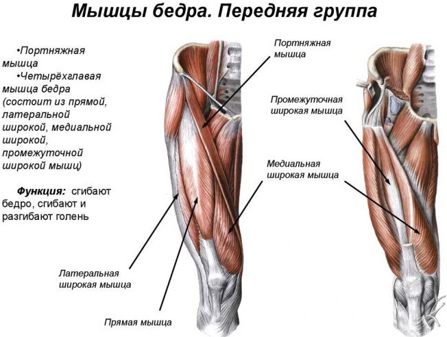 Четырехглавая мышца бедра. Фото, где находится, анатомия, из чего состоит, функции, болит