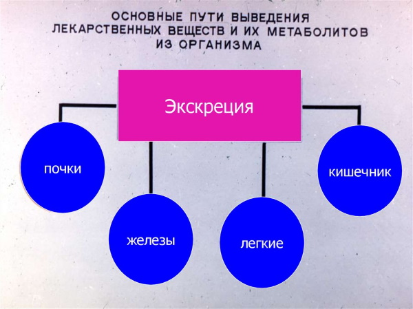 Экскреция в фармакологии, медицине. Определение, что это такое, расшифровка