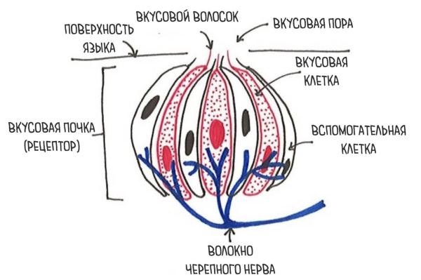 Как возникает ощущение вкуса. Вкусовые рецепторы языка, расположение