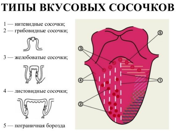 Как возникает ощущение вкуса. Вкусовые рецепторы языка, расположение