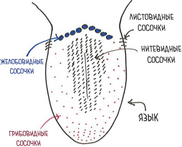 Как возникает ощущение вкуса. Вкусовые рецепторы языка, расположение
