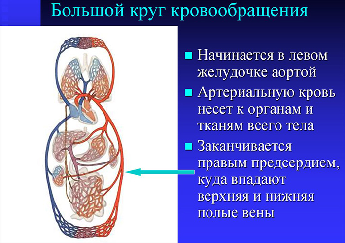 Китайская гимнастика для сосудов профессора Ху Сяофэя. 8 упражнений