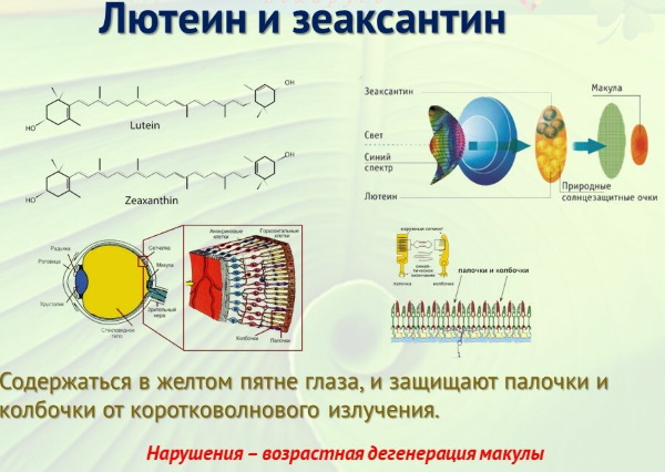 Лютеин для глаз. Польза и вред, цена, отзывы