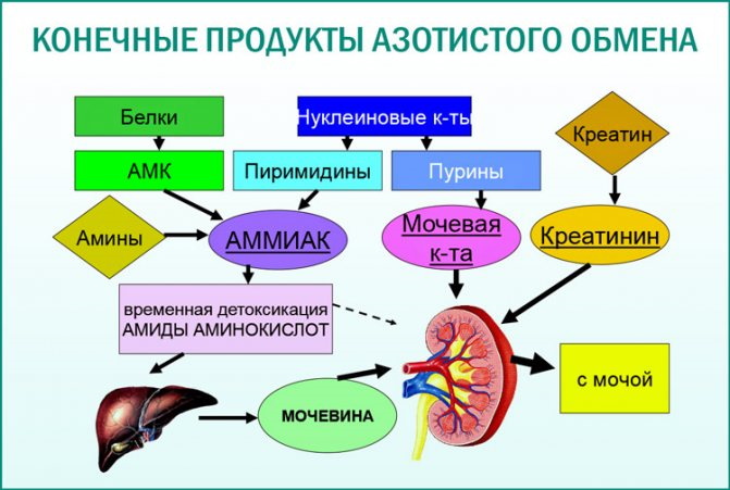 Мочевина. Норма у женщин по возрасту в крови из вены, моче