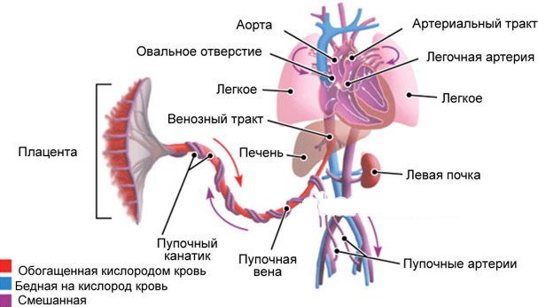 Нарушение МПК 1а/б степени при беременности. Что это такое