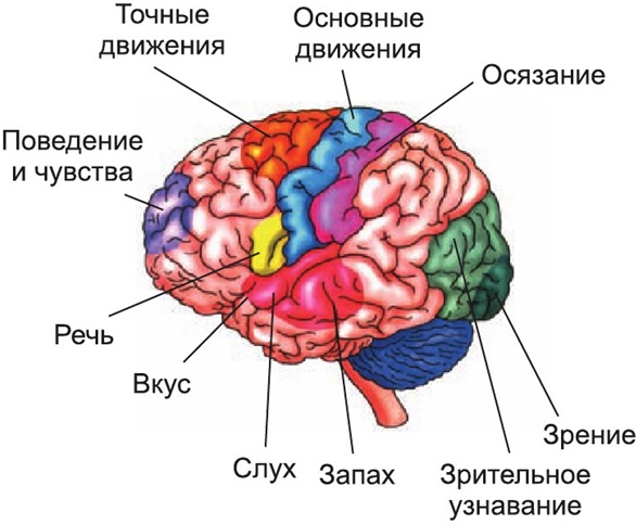 Эликсир молодости: как предотвратить возрастные изменения нервной системы