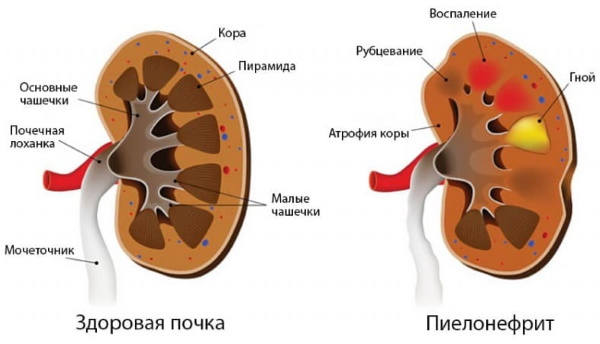 ОАМ норма у женщин. Таблица по возрасту, расшифровка