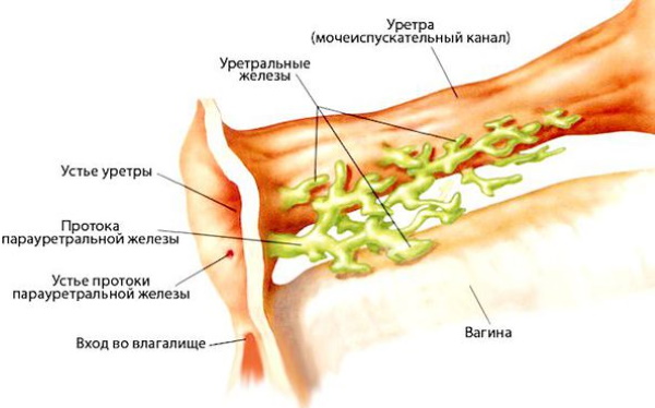 Парауретральные железы у женщин, мужчин. Что это такое, где находятся, функции