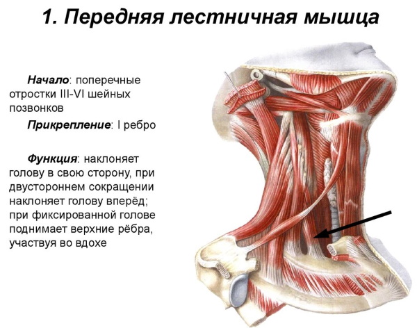 Передняя лестничная мышца шеи. Фото, функции, анатомия