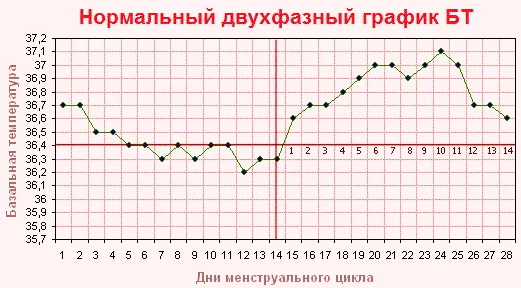 Цикл у женщин. Как считать овуляцию правильно