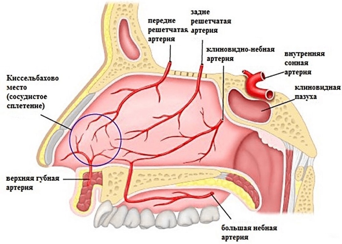 Риномарис (Rhinomaris) спрей для детей. Инструкция по применению, со .