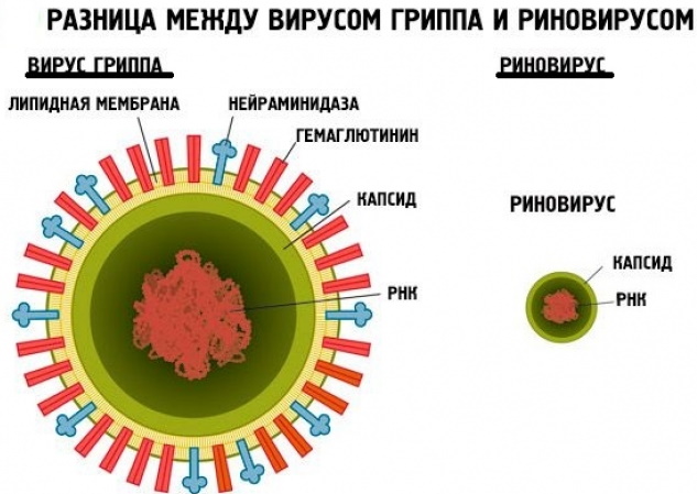 Риновирусная инфекция. Симптомы и лечение у взрослых и детей