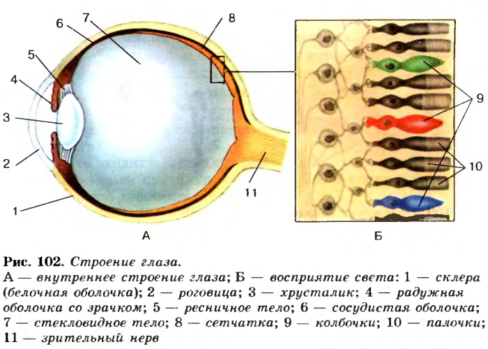 Строение глаза гистология: задняя стенка, роговица, лимб, сетчатка, оболочки