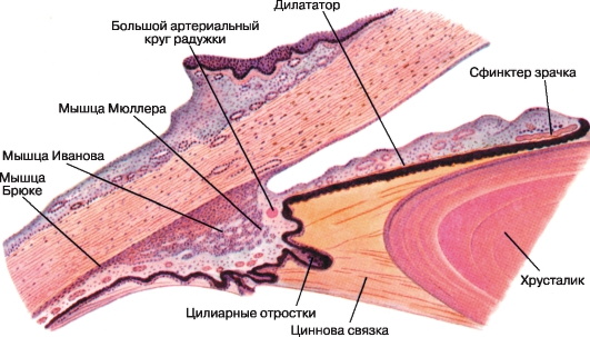 Строение глаза гистология: задняя стенка, роговица, лимб, сетчатка, оболочки
