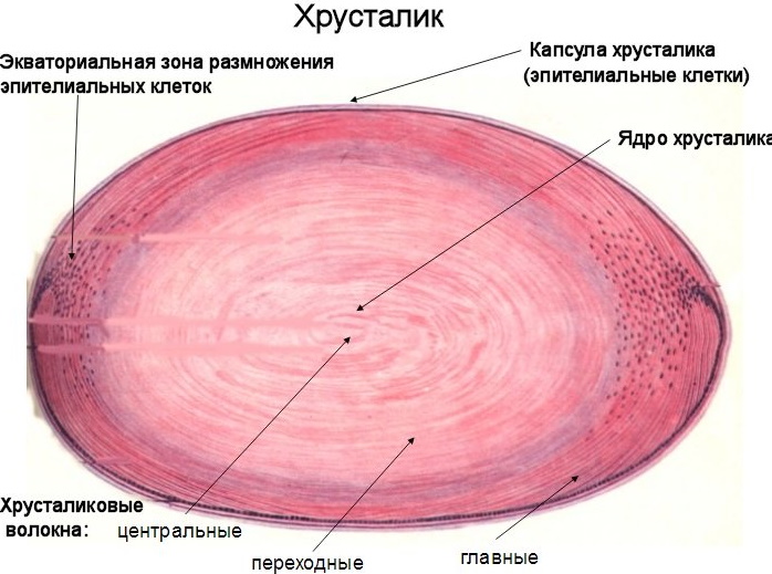 Строение глаза гистология: задняя стенка, роговица, лимб, сетчатка, оболочки