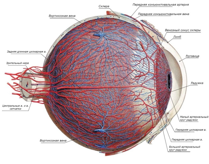 Строение глаза гистология: задняя стенка, роговица, лимб, сетчатка, оболочки