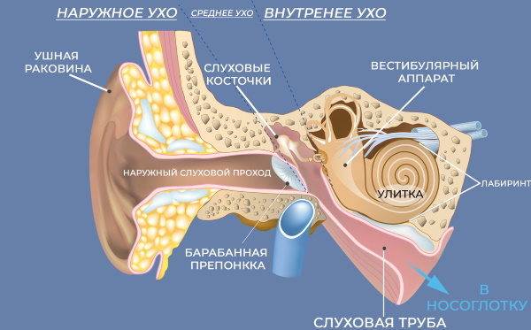 Ушная раковина. Анатомия, строение среднего, наружного, внутреннего уха, функции