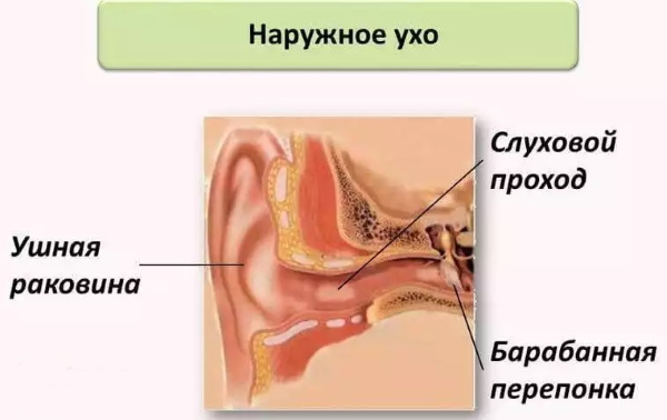 Ушная раковина. Анатомия, строение среднего, наружного, внутреннего уха, функции