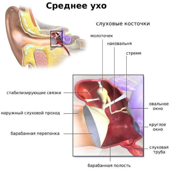 Ушная раковина. Анатомия, строение среднего, наружного, внутреннего уха, функции