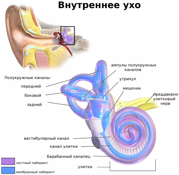 Ушная раковина. Анатомия, строение среднего, наружного, внутреннего уха, функции