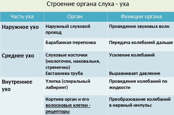 Ушная раковина. Анатомия, строение среднего, наружного, внутреннего уха, функции