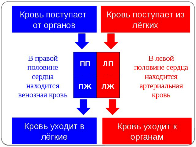 Венозная кровь. Где течет, норма цвет, глюкоза, сахар, почему темная, застой