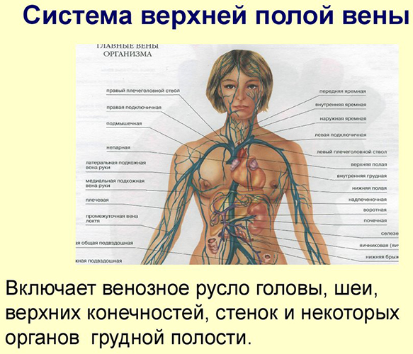 Верхняя полая вена. Анатомия, топография, как образуется, схема, притоки, схема