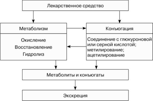 Виды действия лекарственных средств на организм. Фармакология