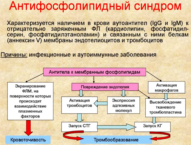 Волчаночный антикоагулянт. Что это такое, что значит, ниже, выше нормы, как сдавать