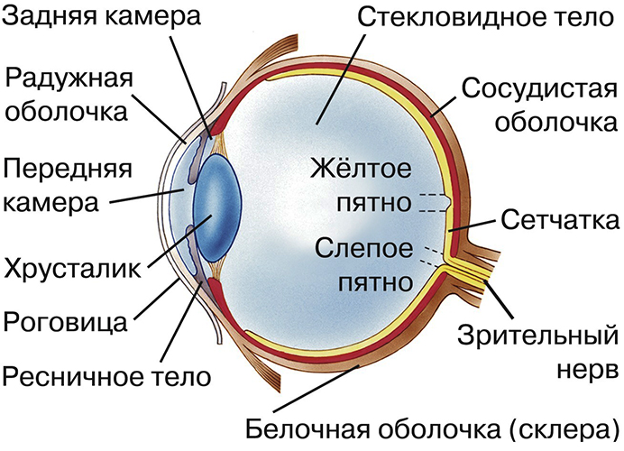 Вторичная катаракта. Лечение лазером, цена, отзывы