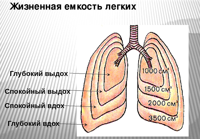 ЖЕЛ (жизненная емкость легких). Норма у женщин, мужчин, детей, таблица, как измерить, определить