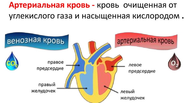 Артериальная и венозная кровь. Где течет, цвет, отличия, ph норма, анализы