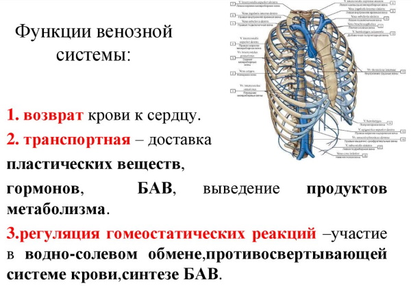 Артериальная и венозная кровь. Где течет, цвет, отличия, ph норма, анализы