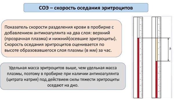 Артериальная и венозная кровь. Где течет, цвет, отличия, ph норма, анализы