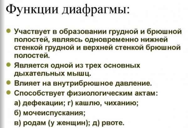 Диафрагма в теле человека. Что это в анатомии, фото-рентген, где находится, функции