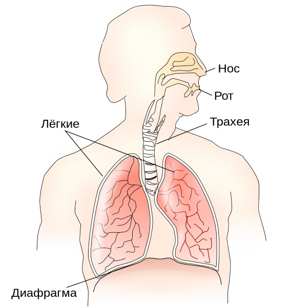 Диафрагма в теле человека. Что это в анатомии, фото-рентген, где находится, функции