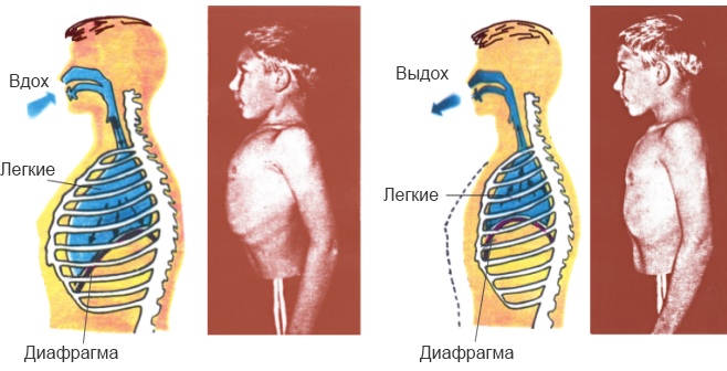 Диафрагма в теле человека. Что это в анатомии, фото-рентген, где находится, функции