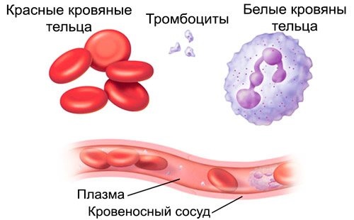 Как уменьшить тромбоциты в крови у взрослого народными средствами